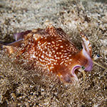 Euprotomus bulla
